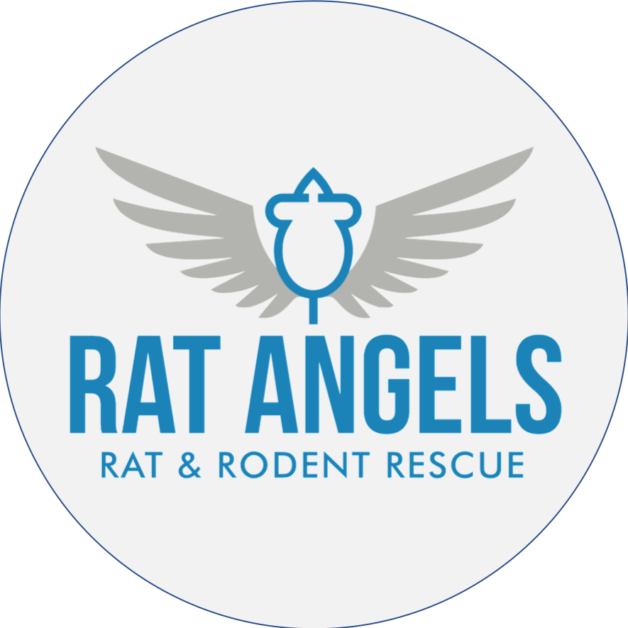 Rat Angels - Rat and Rodent Rescue