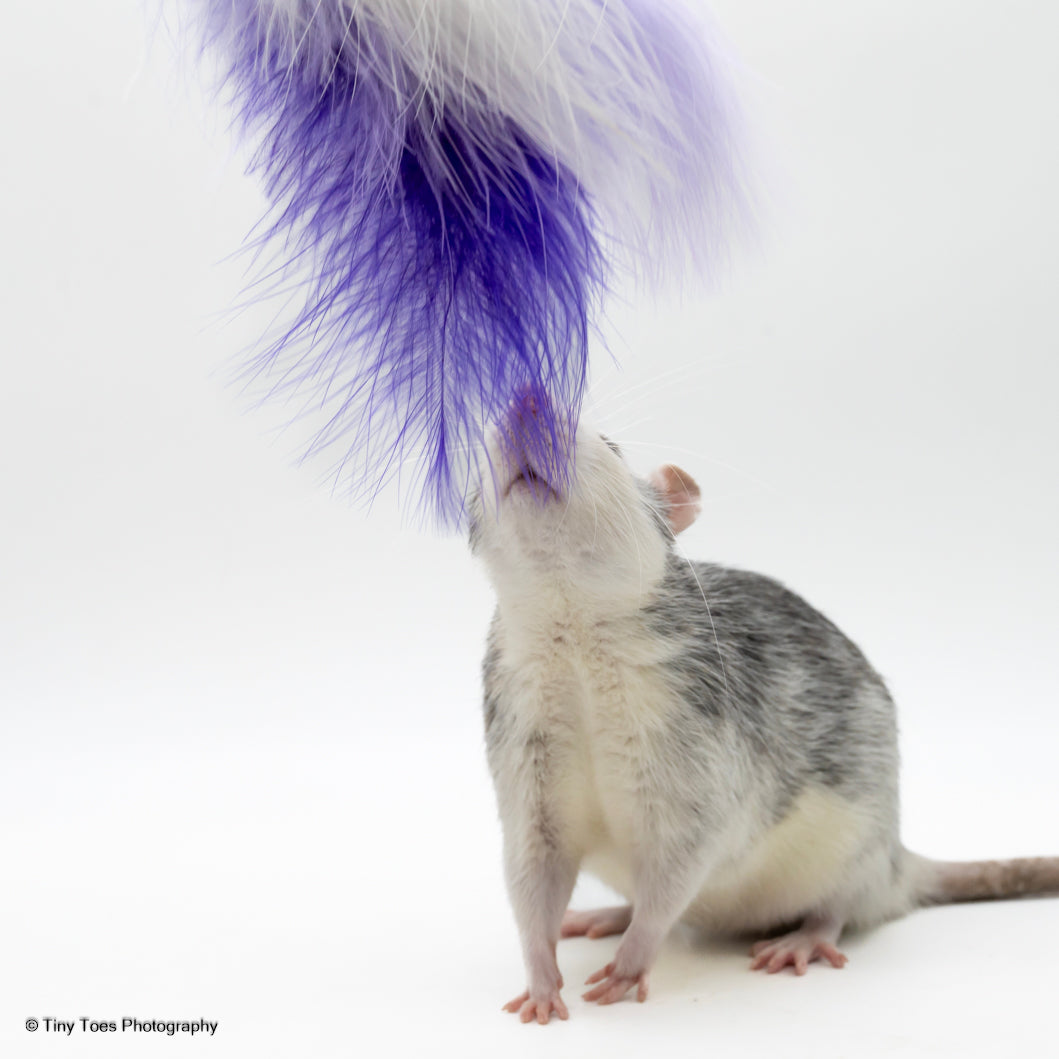 Wiggle Wand - ReTail Exotics - Mischief Pet Products