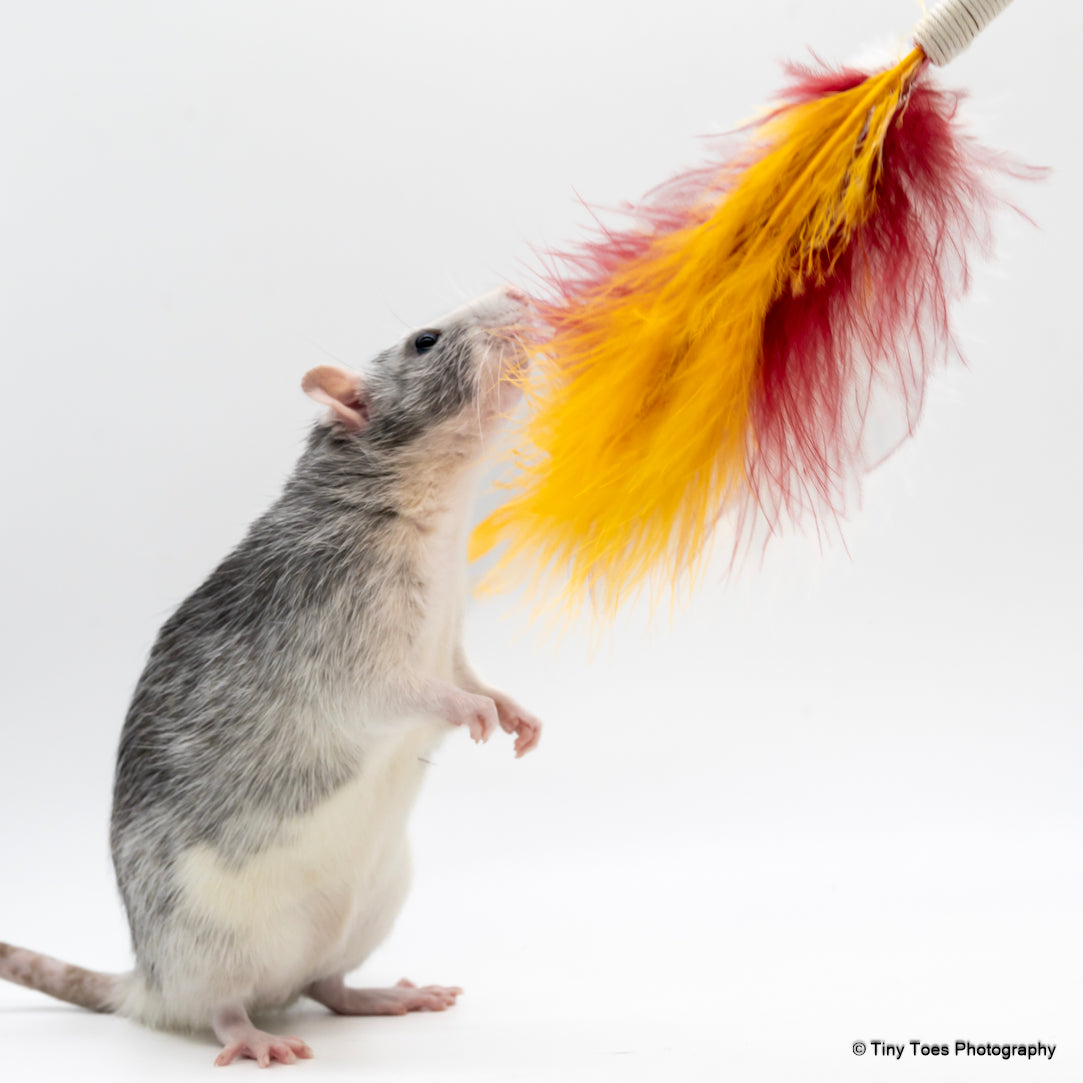 Wiggle Wand - ReTail Exotics - Mischief Pet Products