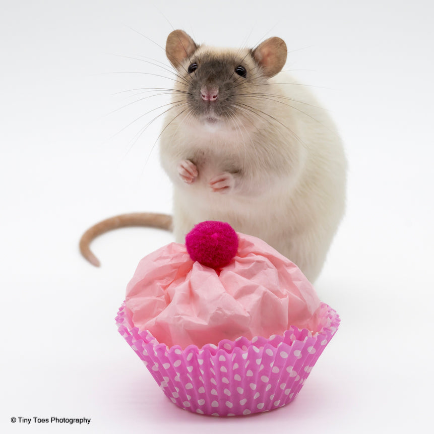 My Pet Rat Cupcake - Mischief Pet Products