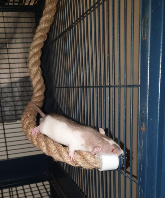 Naturalistic Bendy Rope - 60cm - Mischief Pet Products