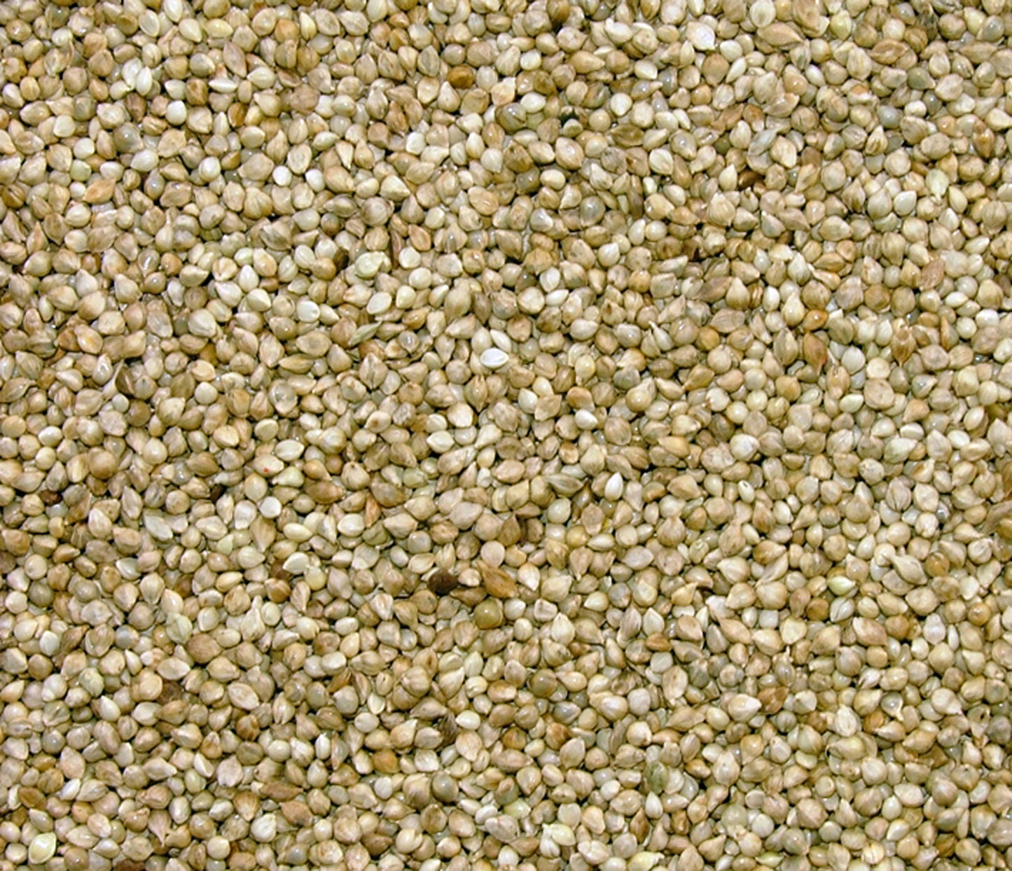 Japanese Millet - Valemount - Mischief Pet Products