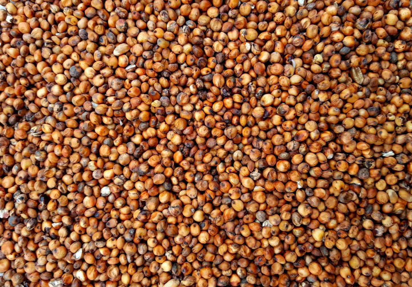 Red Sorghum - Valemount