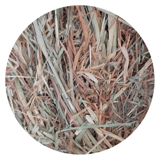 Oat Hay 1kg - Mischief Pet Products