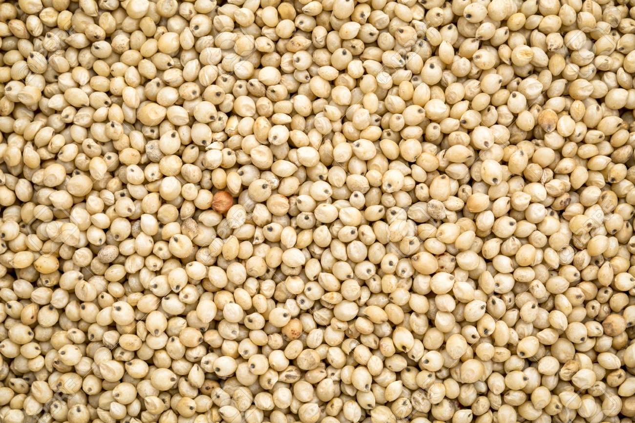 White Sorghum - Valemount