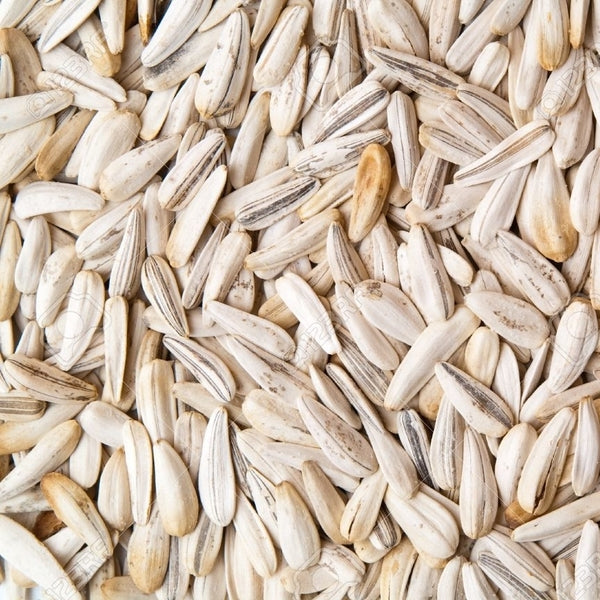 White Sunflower Seed - Valemount - Mischief Pet Products