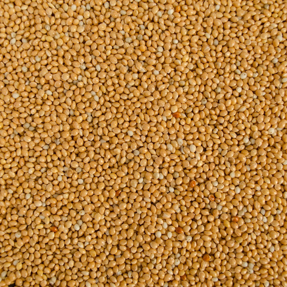 Yellow Millet - Valemount