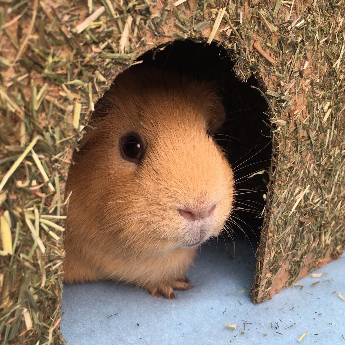 Carrot Cottage - Mischief Pet Products