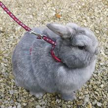 Rosewood Paw Print Harness & Lead - Mischief Pet Products