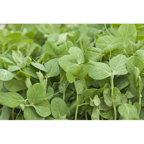 Microgreen Growing Kit - Single - Mischief Pet Products