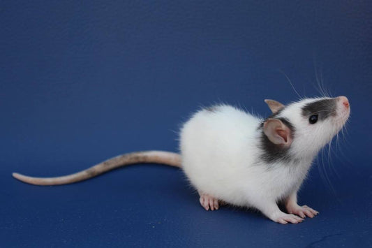 Ratty Adopters Promotion - Mischief Pet Products