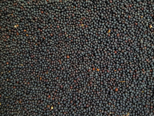 Black Rape Seed - Valemount - Mischief Pet Products