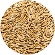 Clipped Barley - Valemount - Mischief Pet Products