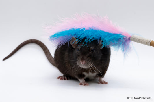 Wiggle Wand - ReTail Exotics - Mischief Pet Products