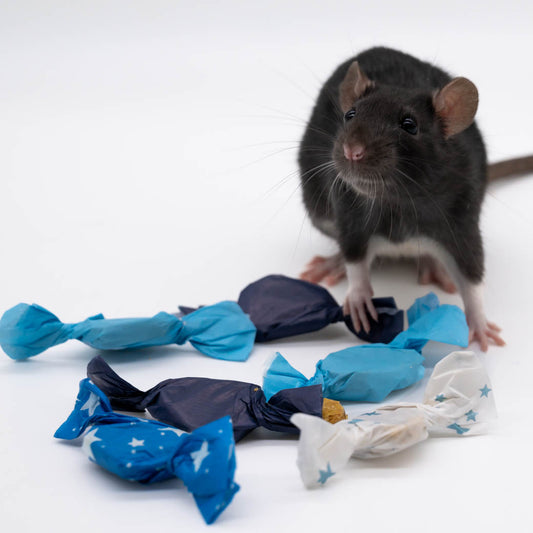 My Pet Rat Treaties - Collection of 6 Wrapped Alfie's Treats - Mischief Pet Products