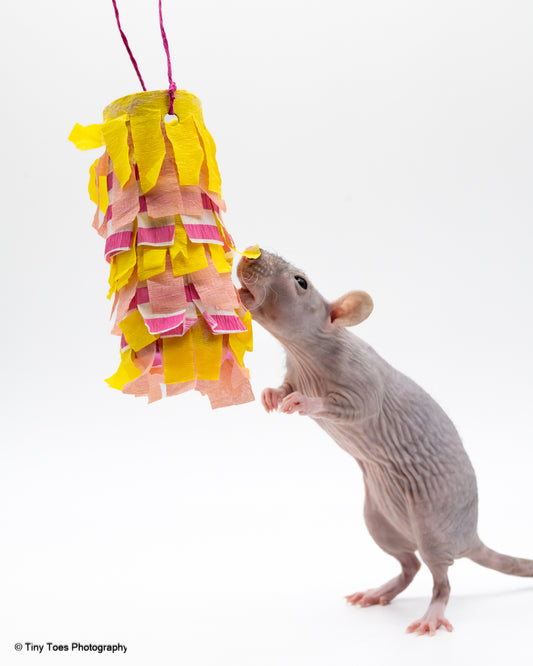 My Pet Rat Pinatas - Mischief Pet Products