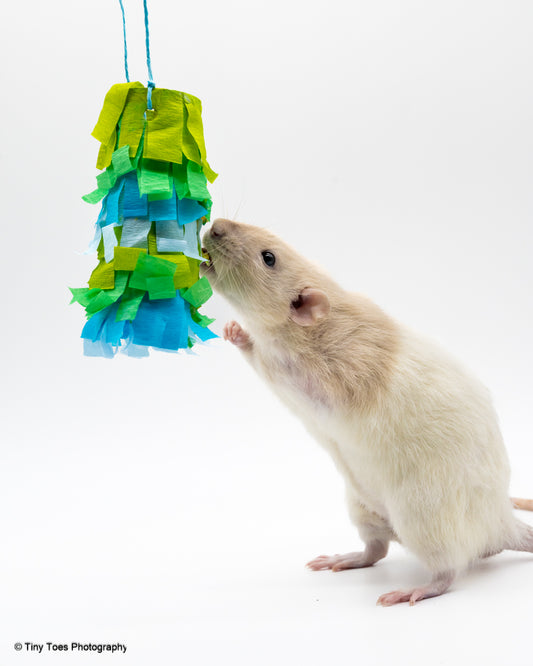My Pet Rat Pinatas - Mischief Pet Products