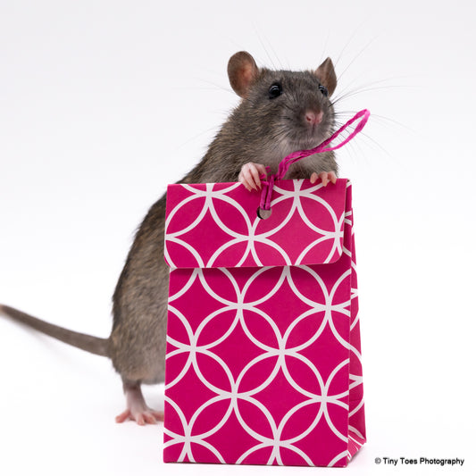 My Pet Rat Lucky Packet - Mischief Pet Products