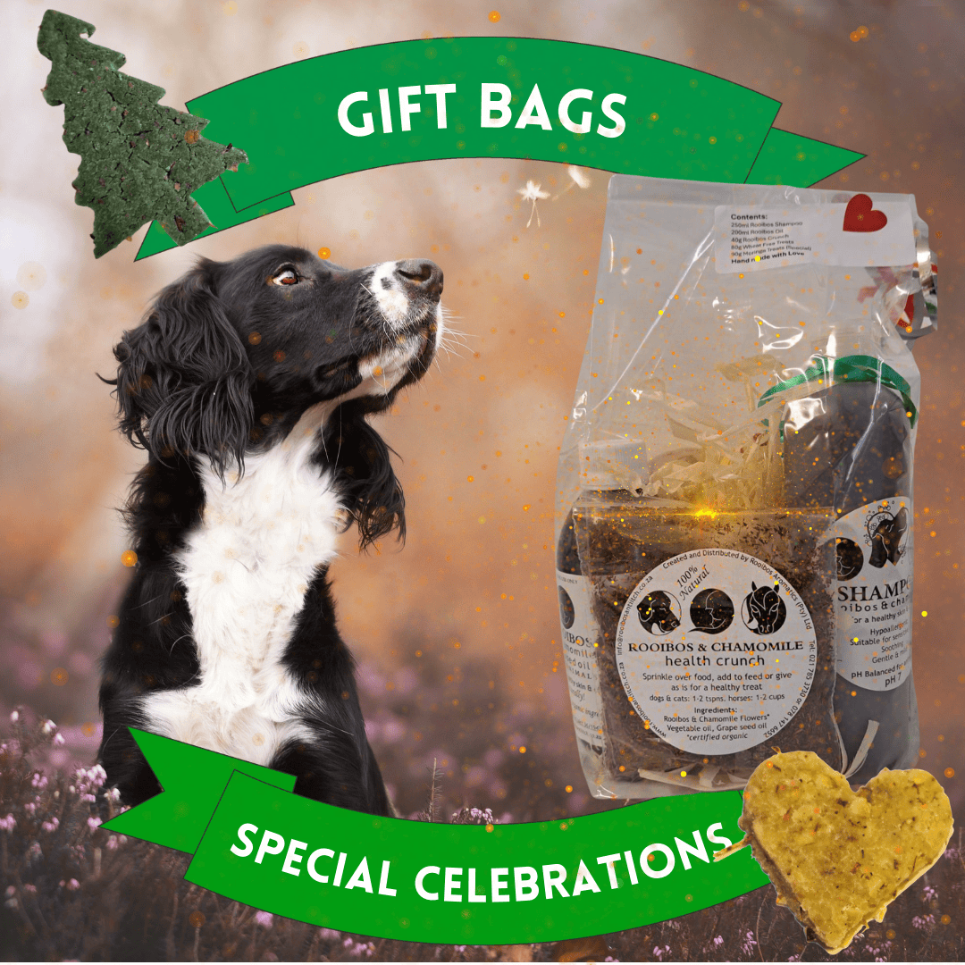 Dog Celebration Gift Bag