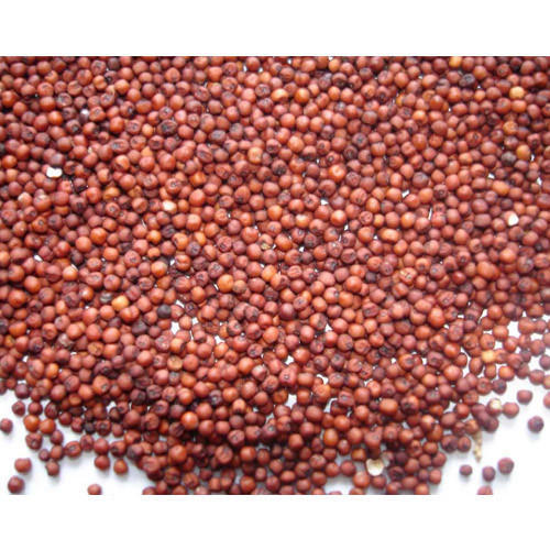 Red Millet - Valemount