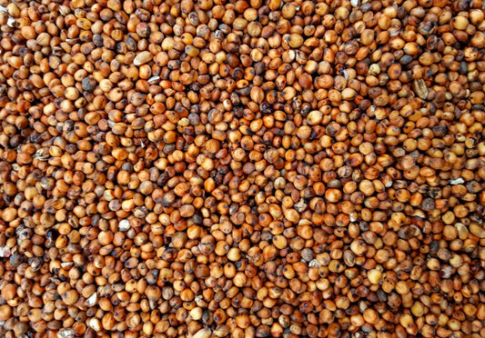 Red Sorghum - Valemount