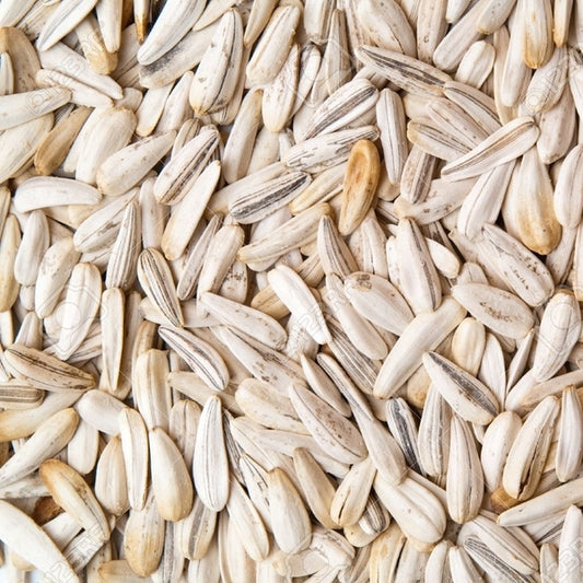 White Sunflower Seed - Valemount