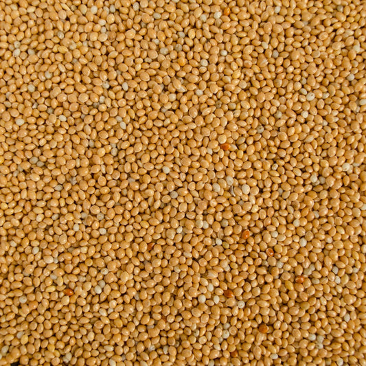 Yellow Millet - Valemount