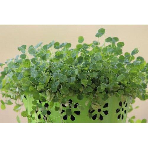 Microgreen Growing Kit - Double - Mischief Pet Products