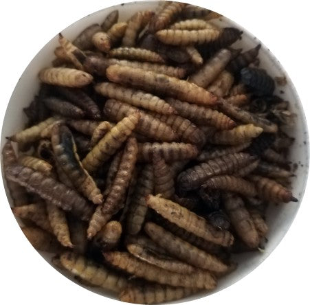 Dried Black Soldier Fly Larvae 100g - Mischief Pet Products