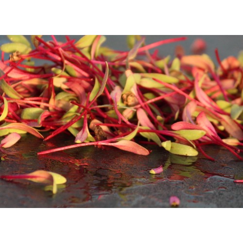 Microgreen Growing Kit - Single - Mischief Pet Products