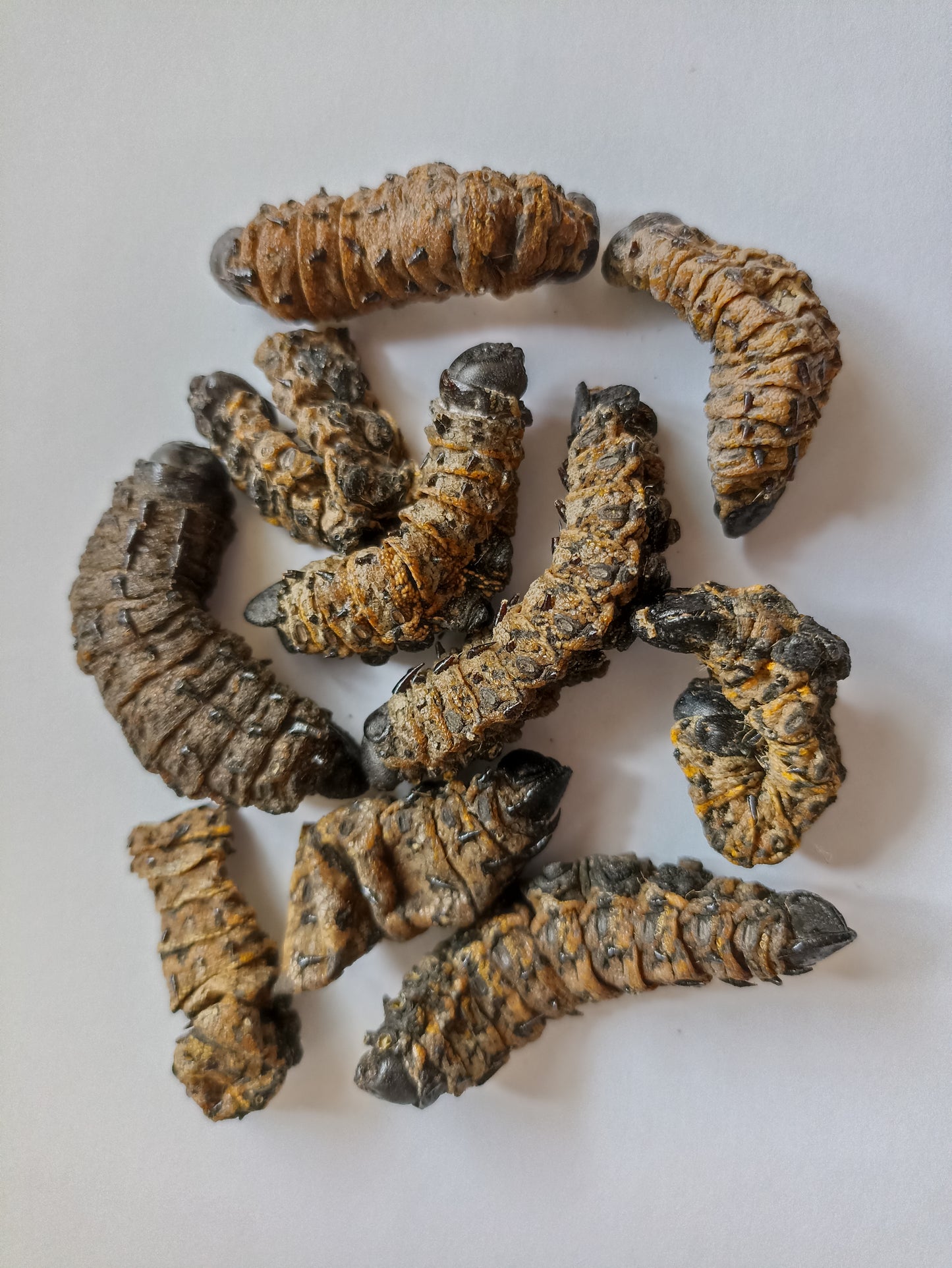 Mopane Worms 50g - Mischief Pet Products