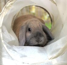 Rosewood Rabbit Activity Tunnel 90cm - Mischief Pet Products