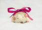 Gift Card - Mischief Pet Products