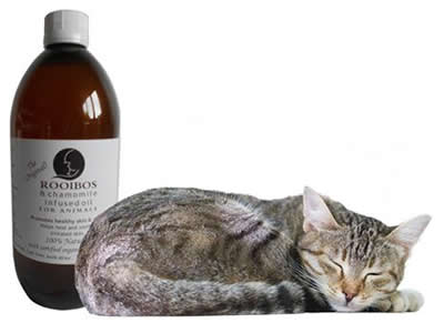 Moringa, Rooibos and Chamomile Infused Oil - Mischief Pet Products