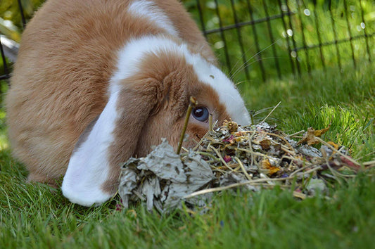 Rosewood Naturals Summer Harvest 150g - Mischief Pet Products